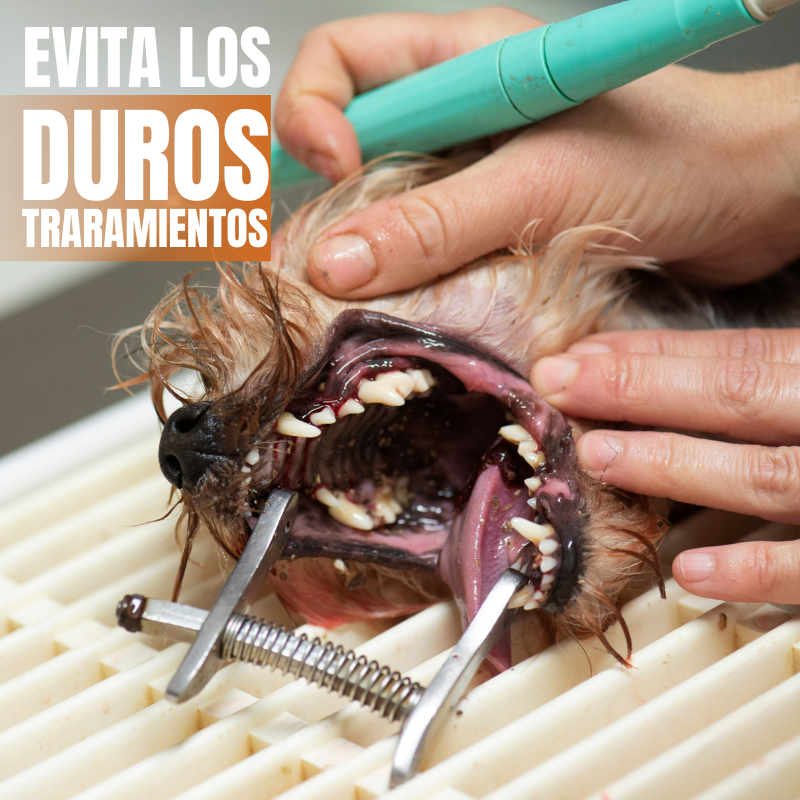 RENOVAPET™ - Elimina el sarro y el mal aliento de tu mascota.